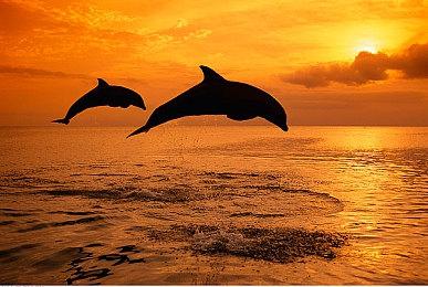 《维纳斯璀璨假期：死或生Xtreme》宣布跳票 延期3周发售